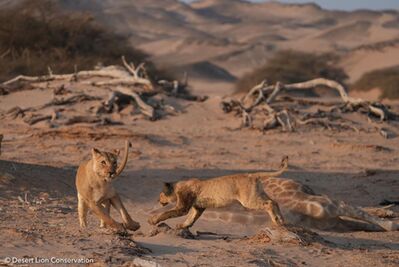 Images of lionesses & cub playing at their first adult giraffe kill