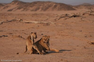 Images of lionesses & cub playing at their first adult giraffe kill