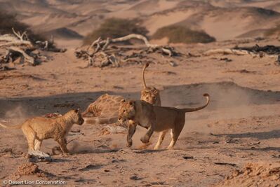 Images of lionesses & cub playing at their first adult giraffe kill
