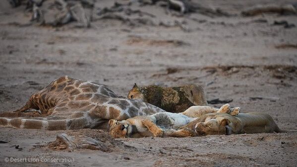 Adult female giraffe killed by the “Orphan: lionesses on 20 Aug 2023