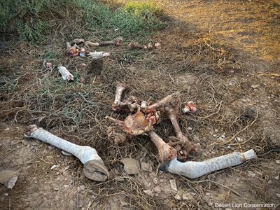 Remains of the giraffe calf killed by the “Orphan”                        lionesses on 6 Aug 2023