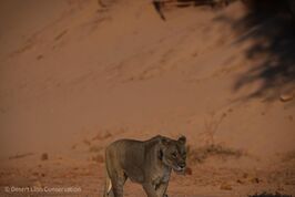 Xpl-114 “Charly” sleeping & moving along the Hoanib riverbed