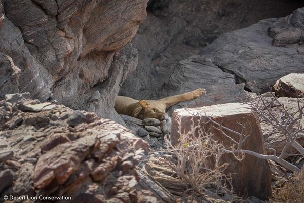 Xpl-114 “Charly” laying a the cave where she stashed her second ostrich