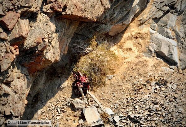 Adult male ostrich caught by the lioness Xpl-114 “Charly” in a narrow gorge