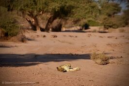 Xpl-114 “Charly” sleeping & moving along the Hoanib riverbed