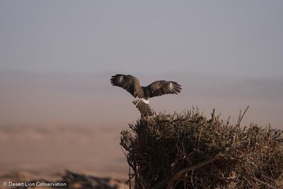 Raptor – possibly a juvenile Pale Chanting Goshawk