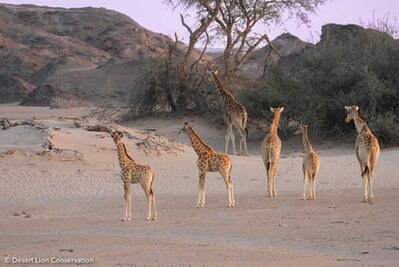 Springboks and a journey a young giraffes on the banks of the Hoanib River.