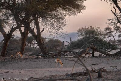 Springboks and a journey a young giraffes on the banks of the Hoanib River.