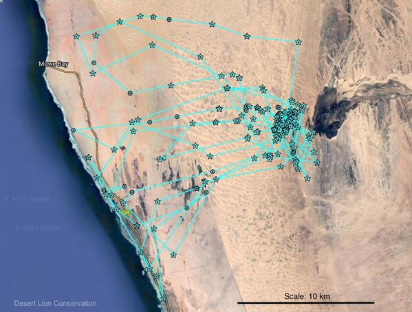 Movements of the adult male brown hyaena Xhb-28 “Karlowa” during the month of August 2023