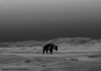 Thermal images of hyaenas visiting the bait