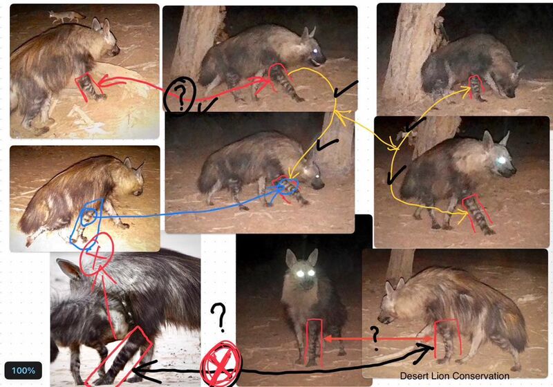 Guideline used to identify the target hyaenas that approached the bait at night.