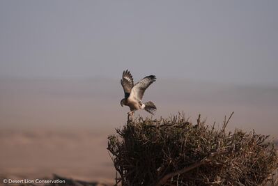 Raptor – possibly a juvenile Pale Chanting Goshawk