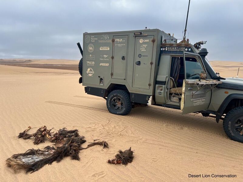 Remains of the ostrich recovered from the hummock.