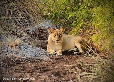 Xpl-108 and Xpl-107 “Mwezi” during the three days they were together and mating (photos by Hilary Roman).