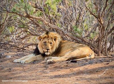 Xpl-108 and Xpl-107 “Mwezi” during the three days they were together and mating (photos by Hilary Roman).