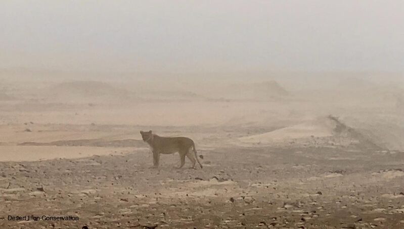 he Torra lioness mated with Xpl-107 for several days during early October and remained in the area of the lower Uniab River. She was fortunately not with the male lion when he was shot a few days later. 