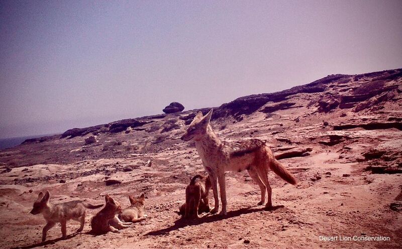 A pair of Black-backed jackals gave birth to a litter of six pups at the Uniab Delta. The den is situated under a large boulder close to the main road, north of the Uniab River. The jackals can be seen playing during the early morning hours up until 10 o’clock.