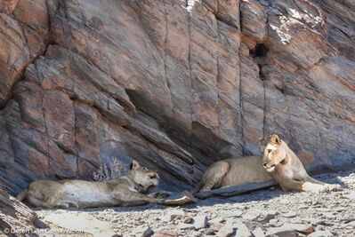 Two lionesses lie together after fighting over food during the night.