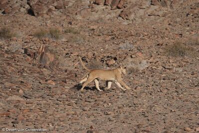 Lionesses walk and trot side by side