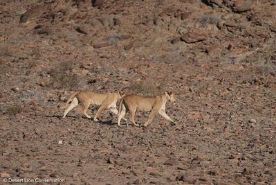 Lionesses walk and trot side by side