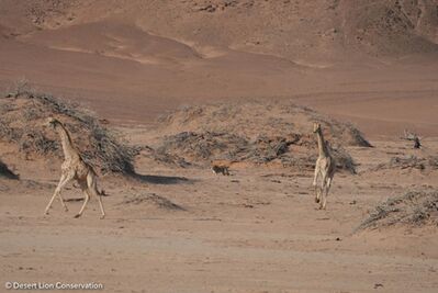 On several occasions the two lionesses hunted giraffes. The hunts were always initiated and led by Xpl-114 “Charly”