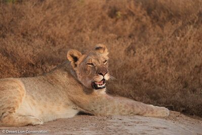 Young female cub of Xpl-106 “Alpha”