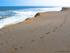 Lion track at the beach