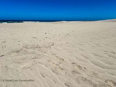 One week before giving birth the lioness moved to the ocean. She appeared to avoid the Torra Bay Holiday fishing area and walked 40 km to the south. There she killed and consumed 3 Cape fur seals before returning to give birth near the gemsbok carcass.