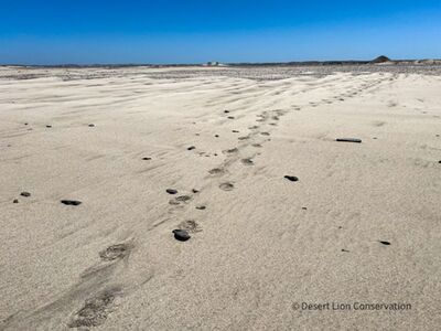 One week before giving birth the lioness moved to the ocean. She appeared to avoid the Torra Bay Holiday fishing area and walked 40 km to the south. There she killed and consumed 3 Cape fur seals before returning to give birth near the gemsbok carcass.