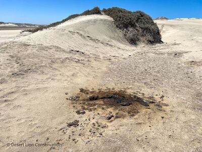 One week before giving birth the lioness moved to the ocean. She appeared to avoid the Torra Bay Holiday fishing area and walked 40 km to the south. There she killed and consumed 3 Cape fur seals before returning to give birth near the gemsbok carcass.