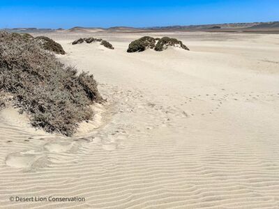 One week before giving birth the lioness moved to the ocean. She appeared to avoid the Torra Bay Holiday fishing area and walked 40 km to the south. There she killed and consumed 3 Cape fur seals before returning to give birth near the gemsbok carcass.