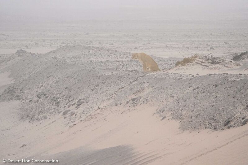 One week before giving birth the lioness moved to the ocean. She appeared to avoid the Torra Bay Holiday fishing area and walked 40 km to the south. There she killed and consumed 3 Cape fur seals before returning to give birth near the gemsbok carcass.