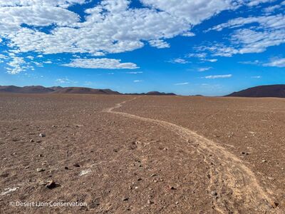 shortly before the lioness gave birth, she killed a large gemsbok on large open gravel plain. She dragged then gemsbok carcass for almost one kilometre and lodged it under an overhang of a cave.