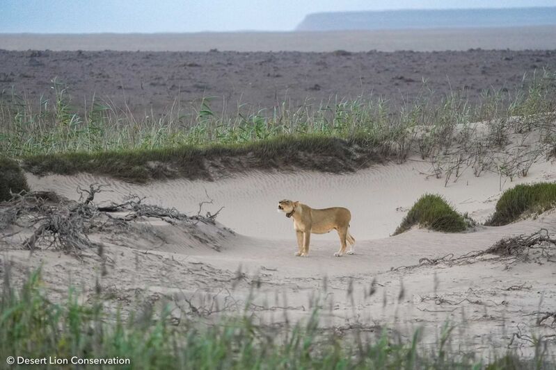 Lioness visiting Raleigh spring at the start of the Torah holiday season. 