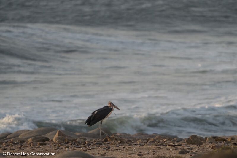 Wildlife numbers in the Hoanib River have declined somewhat during the last few weeks. Giraffes and Gemsbok are present as well as an abundance of steenboks. A unique sighting of a marabou stork was recorded at Möwe Bay. 