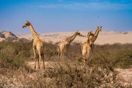 Wildlife numbers in the Hoanib River have declined somewhat during the last few weeks. Giraffes and Gemsbok are present as well as an abundance of steenboks. A unique sighting of a marabou stork was recorded at Möwe Bay. 