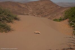 Wildlife numbers in the Hoanib River have declined somewhat during the last few weeks. Giraffes and Gemsbok are present as well as an abundance of steenboks. A unique sighting of a marabou stork was recorded at Möwe Bay. 