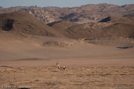 Wildlife numbers in the Hoanib River have declined somewhat during the last few weeks. Giraffes and Gemsbok are present as well as an abundance of steenboks. A unique sighting of a marabou stork was recorded at Möwe Bay. 