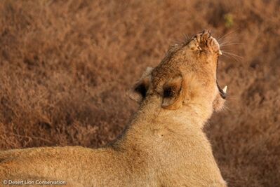 Photos one and two and three and four. The young lioness is growing up quickly, and she will soon be fitted with her first satellite radio colour to continue the legacy of intensive monitoring that started with Xpl-10 the Queen