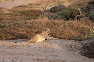 Photos one and two and three and four. The young lioness is growing up quickly, and she will soon be fitted with her first satellite radio colour to continue the legacy of intensive monitoring that started with Xpl-10 the Queen