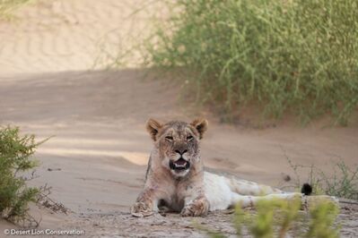 Photos one and two and three and four. The young lioness is growing up quickly, and she will soon be fitted with her first satellite radio colour to continue the legacy of intensive monitoring that started with Xpl-10 the Queen