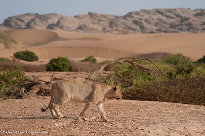 Photos one and two and three and four. The young lioness is growing up quickly, and she will soon be fitted with her first satellite radio colour to continue the legacy of intensive monitoring that started with Xpl-10 the Queen