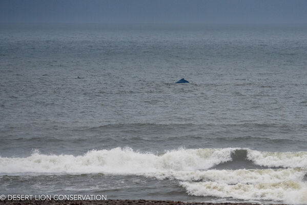 Hump-backed whales in the area of the Hunkap and Hoanib rivers