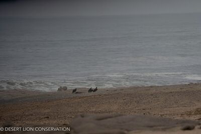 Lappet-faced vultures feeding on the remains of lion kills and other carrion. Desert lion Conservation