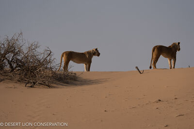 The “Orphan” lionesses cross the dunes in search of springboks. Desert lion Conservation