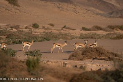 The “Orphan” lionesses cross the dunes in search of springboks. Desert lion Conservation