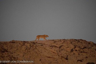 The “Orphan” lionesses hunted along the Floodplain and dunes for 5 consecutive days without success. Desert lion Conservation