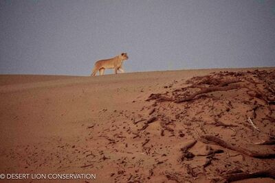 The “Orphan” lionesses hunted along the Floodplain and dunes for 5 consecutive days without success. Desert lion Conservation