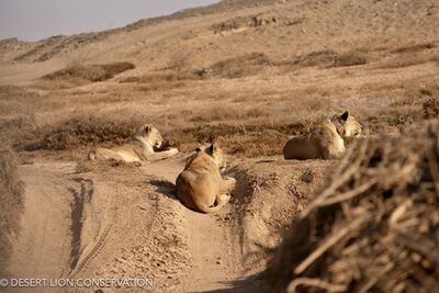 The “Orphan” lionesses hunted along the Floodplain and dunes for 5 consecutive days without success. Desert lion Conservation