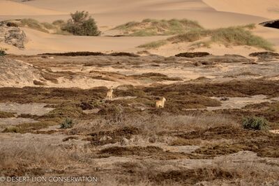 The “Orphan” lionesses hunted along the Floodplain and dunes for 5 consecutive days without success. Desert lion Conservation